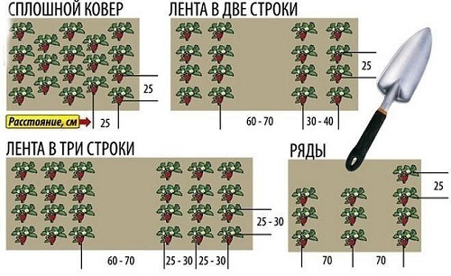 Схемы посадки земляники