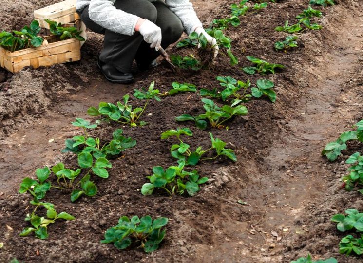 Уход за клубникой при плодоношении