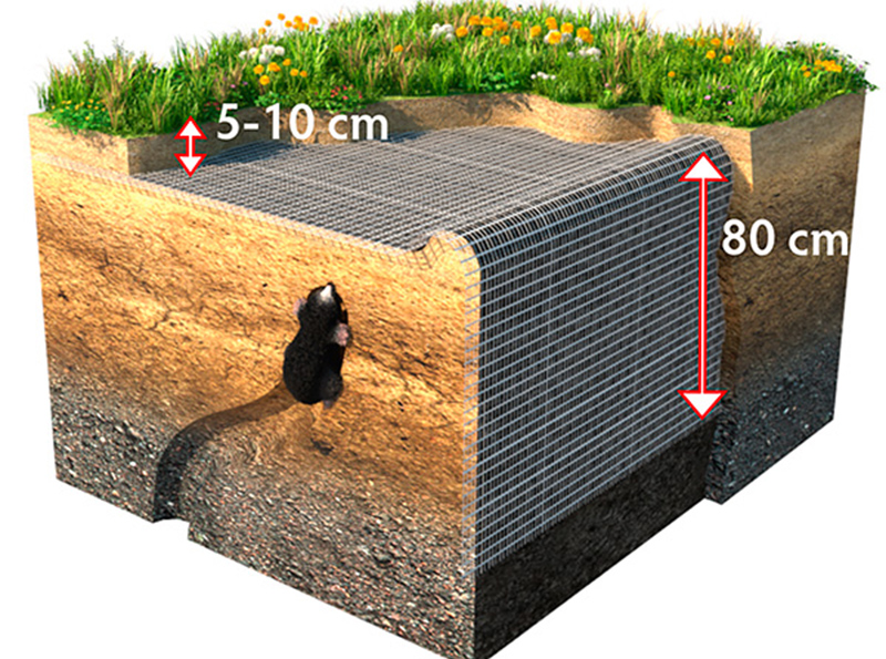 Уничтожение кротов на дачном участке + самые эффективные способы (народные и инновационные) извести вредителей навсегда