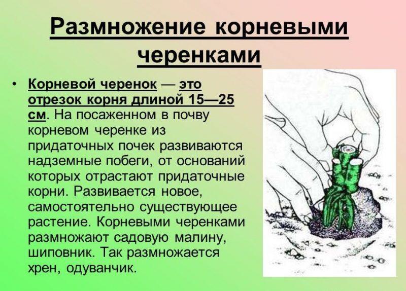 Черенкование растений: принципы и преимущества размножения черенками + традиционные и оригинальные методы пошагово