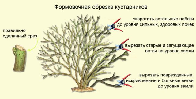 Цветок жасмин: описание и аромат, виды и сорта с фото + особенности выращивания в домашних условиях и открытом грунте