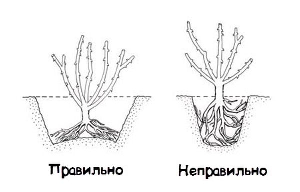 Как правильно посадить розу весной в грунт: инструкция