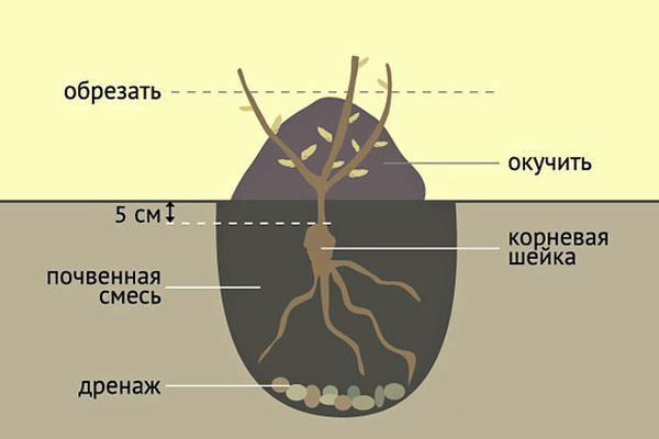 Как правильно посадить розу весной в грунт: инструкция