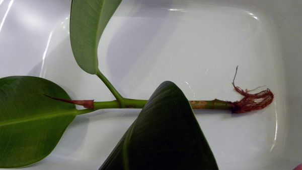 Как размножить фикус черенками, листом и отводками