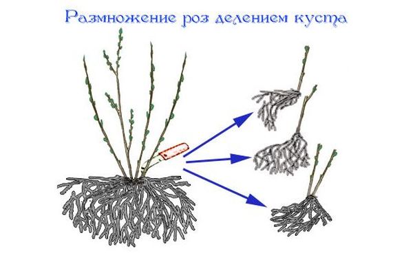 Как размножить розу от куста в домашних условиях