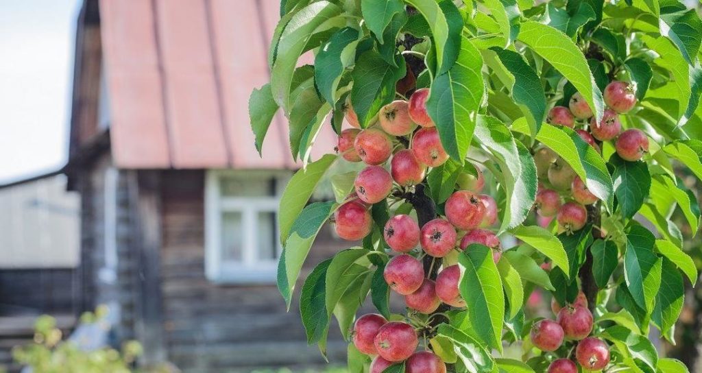 Колоновидные яблони для Подмосковья