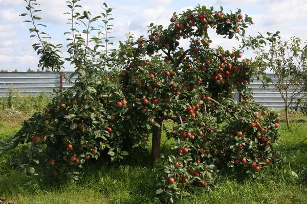 Описание иммунного сорта яблони Веньяминовское