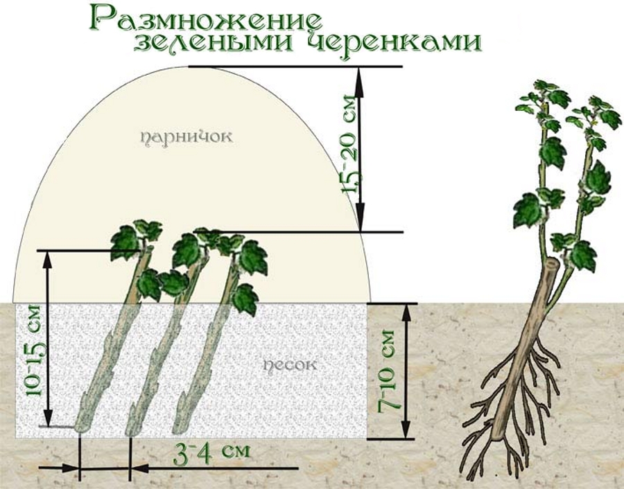 Плодовые деревья