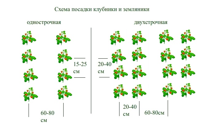 Причины болезней клубники