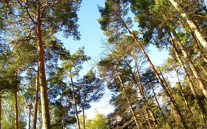 Сколько лет живет сосна, сколько растет до 2 метров, мировые долгожители