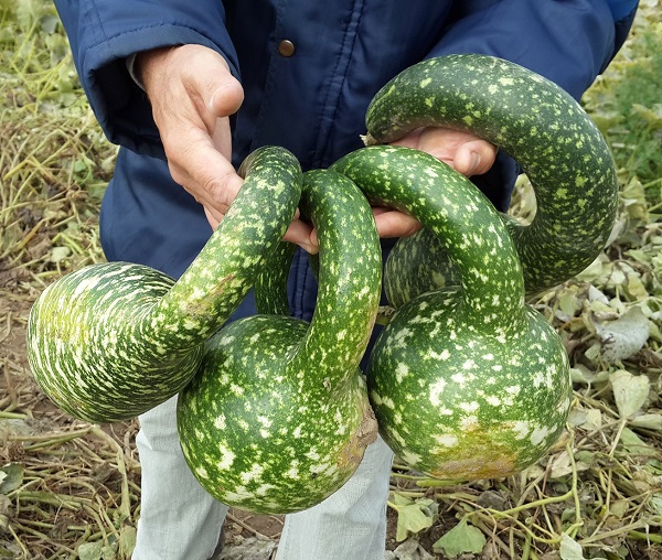 Сорт тыквы Гусь в яблоках: фото и описание