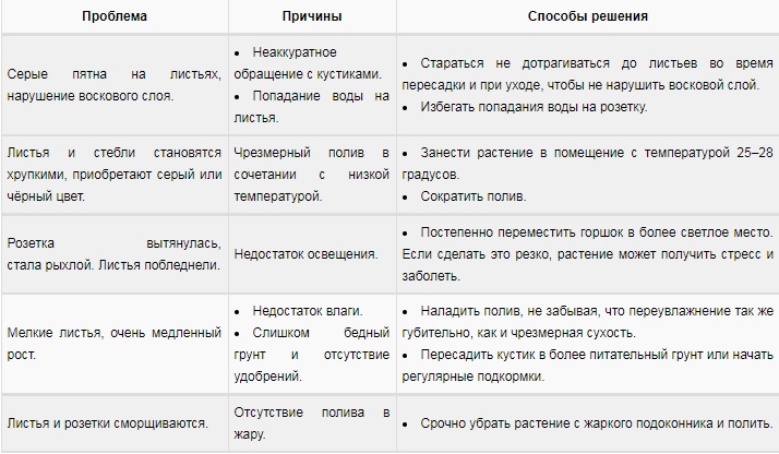 Уход за эхеверией в домашних условиях, трудности выращивания + описание растения, виды и сорта «каменной розы» с фото