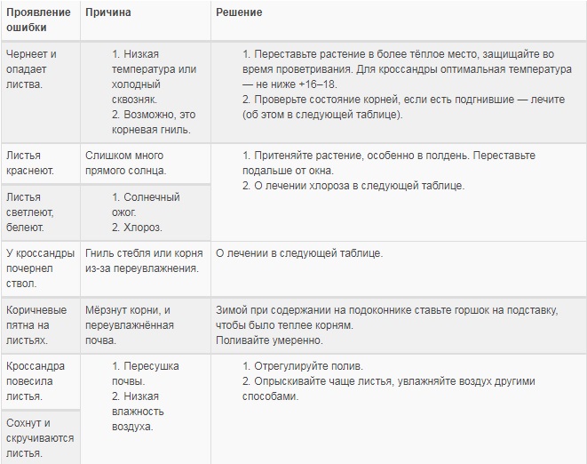 Уход за кроссандрой в домашних условиях, способы размножения, проблемы выращивания + описание цветка, виды с фото