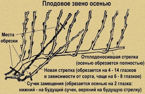 Весенняя и осенняя обрезка винограда