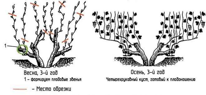 Весенняя и осенняя обрезка винограда