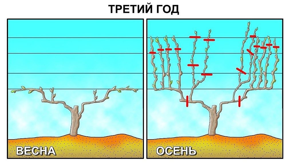 Весенняя и осенняя обрезка винограда