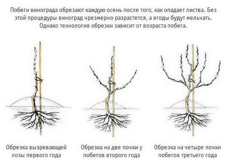 Весенняя и осенняя обрезка винограда