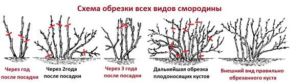 Вкусная и сладкая смородина черная сорта Валовая