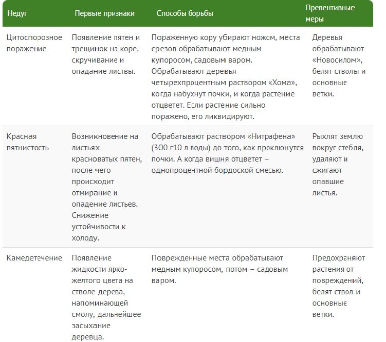 Все об успешном выращивании высокоурожайной вишни Молодежная