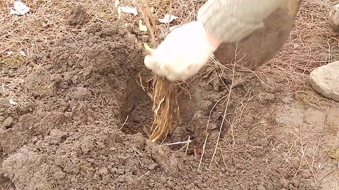 Жимолость, посадка и уход в Ленинградской области осенью и весной