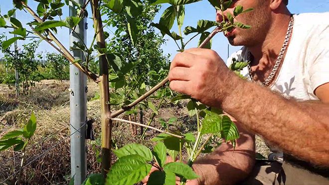 Черная малина и ежевика отличие и сходство, в чем разница ягод и кустов