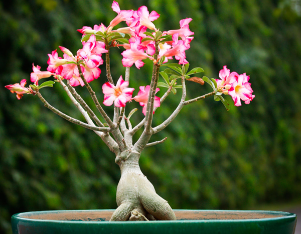 Цветок адениум (Adenium): описание, виды и сорта с фото + уход и размножение в домашних условиях, проблемы выращивания