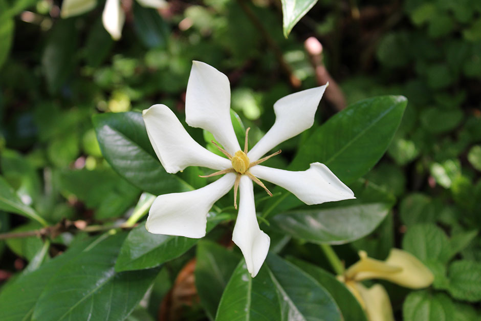 Цветок гардения (Gardenia): описание, виды и сорта с фото + особенности ухода в домашних условиях, проблемы выращивания