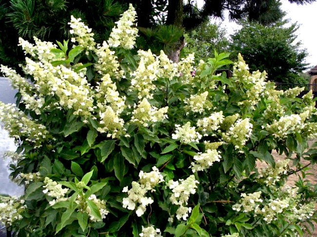 Гортензия метельчатая (Hydrangea paniculata): посадка, уход и размножение + лучшие сорта с названиями, описаниями и фото