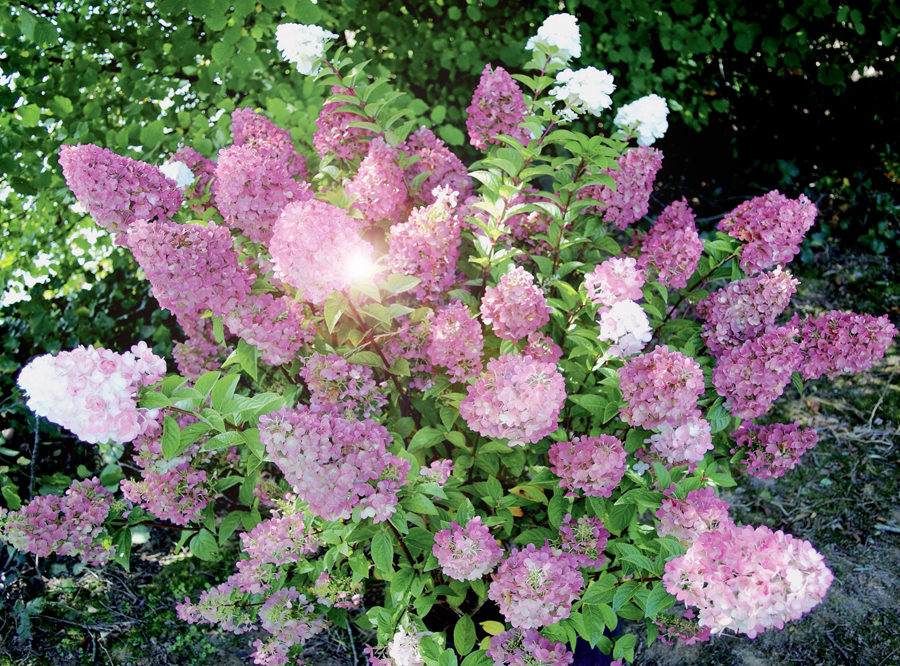 Гортензия метельчатая (Hydrangea paniculata): посадка, уход и размножение + лучшие сорта с названиями, описаниями и фото