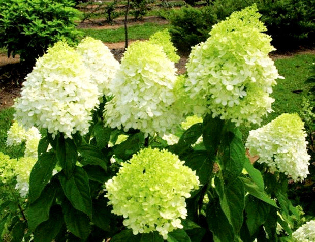 Гортензия метельчатая (Hydrangea paniculata): посадка, уход и размножение + лучшие сорта с названиями, описаниями и фото