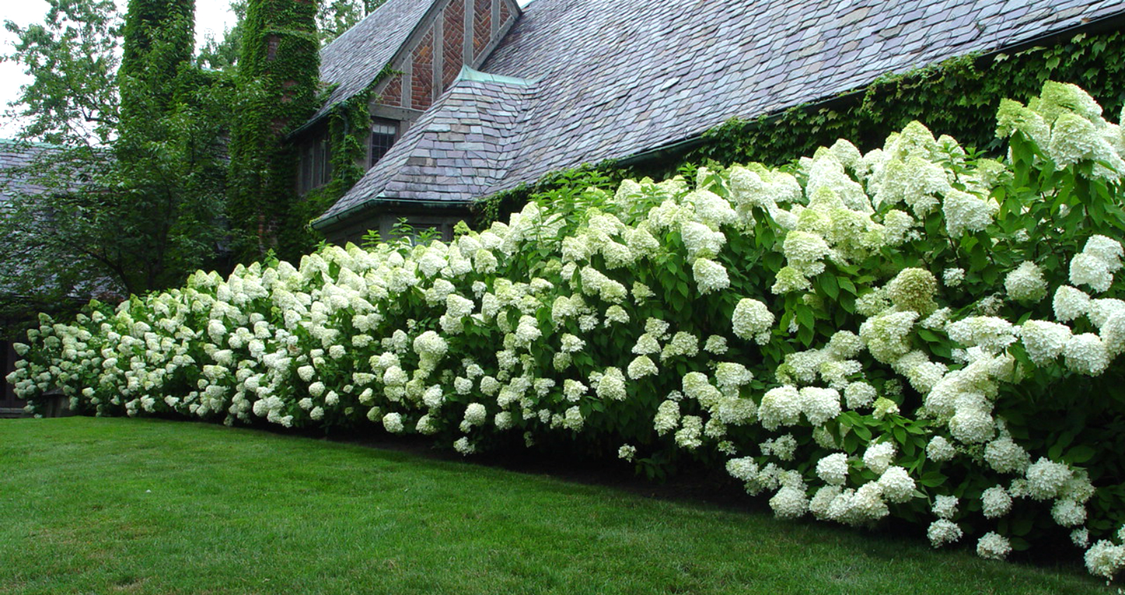 Гортензия метельчатая (Hydrangea paniculata): посадка, уход и размножение + лучшие сорта с названиями, описаниями и фото