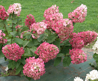 Гортензия метельчатая (Hydrangea paniculata): посадка, уход и размножение + лучшие сорта с названиями, описаниями и фото