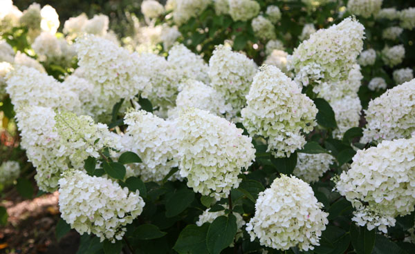 Гортензия метельчатая (Hydrangea paniculata): посадка, уход и размножение + лучшие сорта с названиями, описаниями и фото