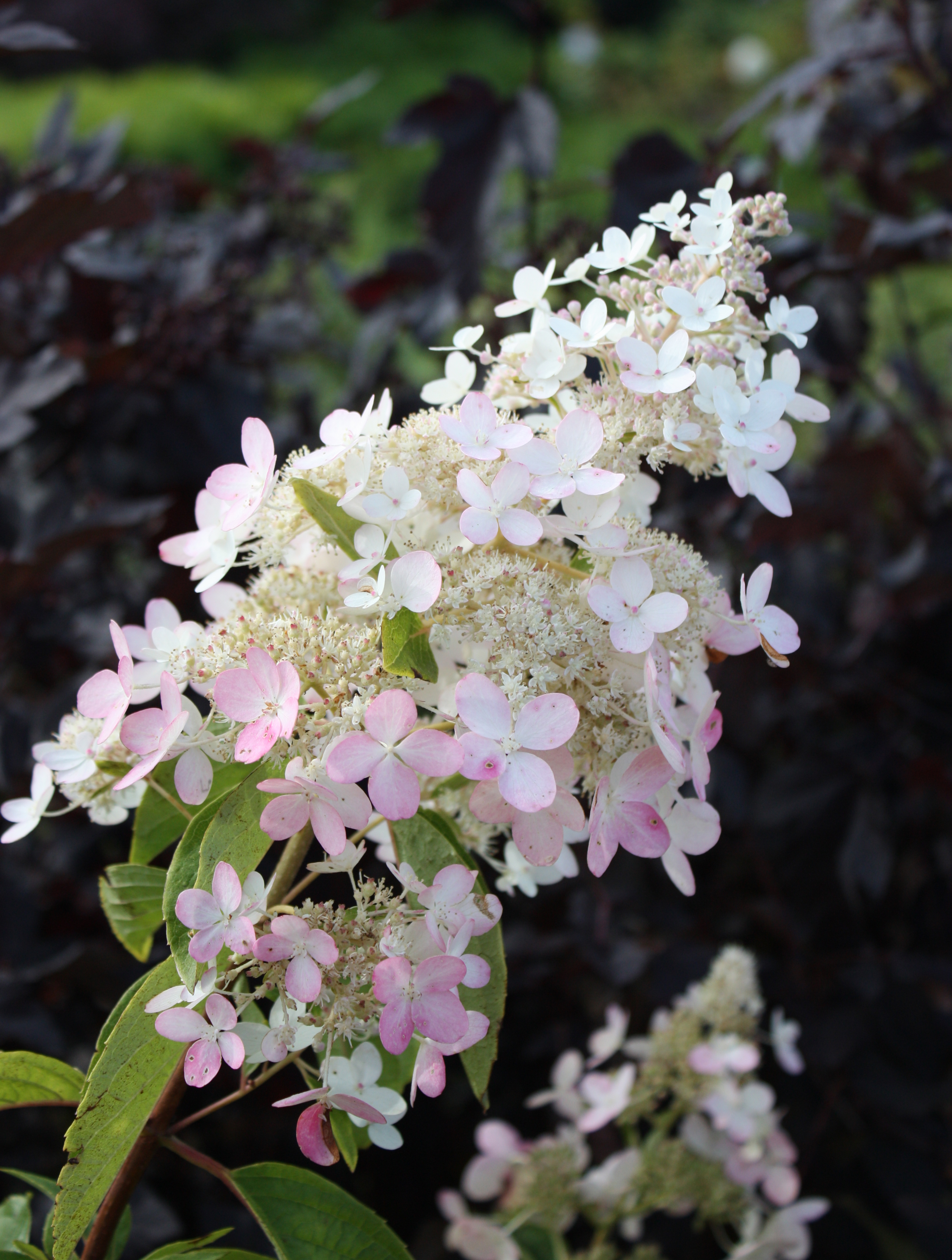 Гортензия метельчатая (Hydrangea paniculata): посадка, уход и размножение + лучшие сорта с названиями, описаниями и фото