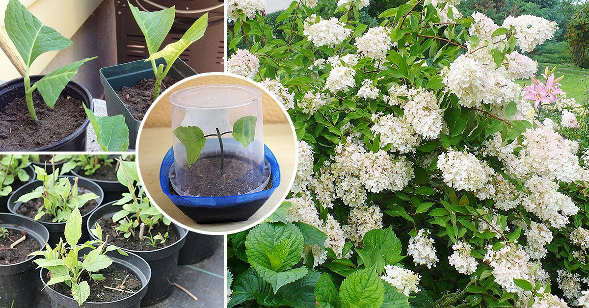 Гортензия метельчатая (Hydrangea paniculata): посадка, уход и размножение + лучшие сорта с названиями, описаниями и фото