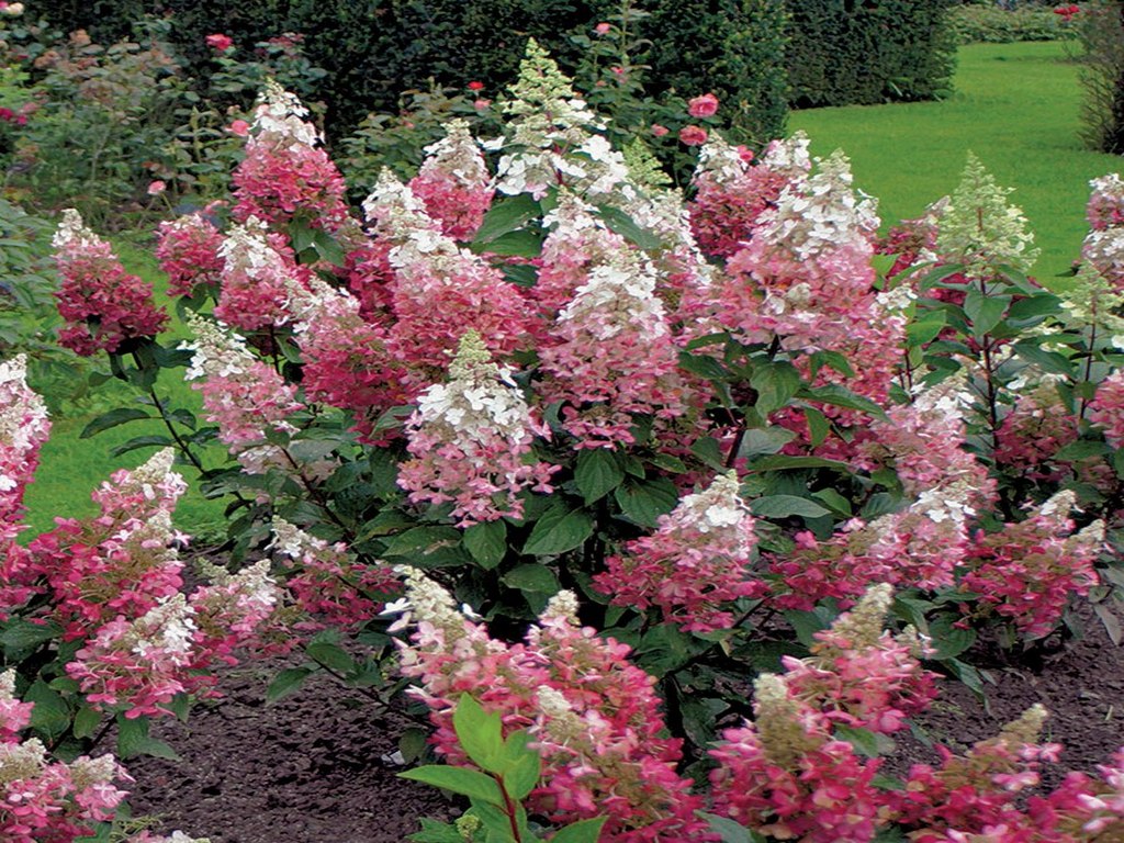 Гортензия метельчатая (Hydrangea paniculata): посадка, уход и размножение + лучшие сорта с названиями, описаниями и фото