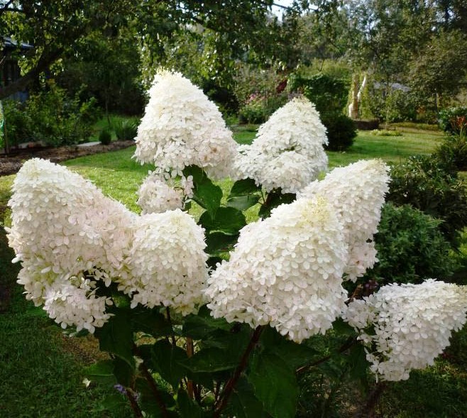 Гортензия метельчатая (Hydrangea paniculata): посадка, уход и размножение + лучшие сорта с названиями, описаниями и фото