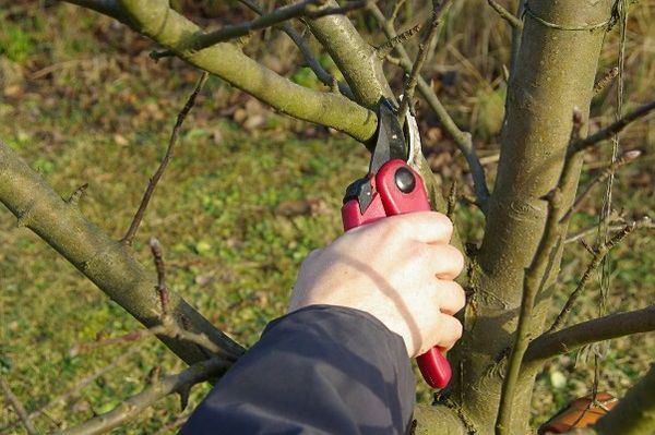 Использование декоративной яблони Роялти в ландшафтном дизайне