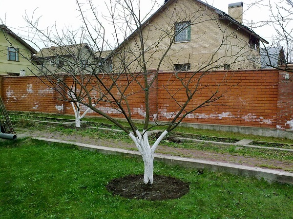 Яблоня Феникс Алтайский: фото и описание сорта