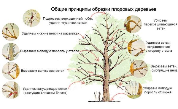 Как обрезать и обработать срезы дерева яблони весной