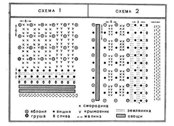 Как правильно спланировать и посадить сад на участке