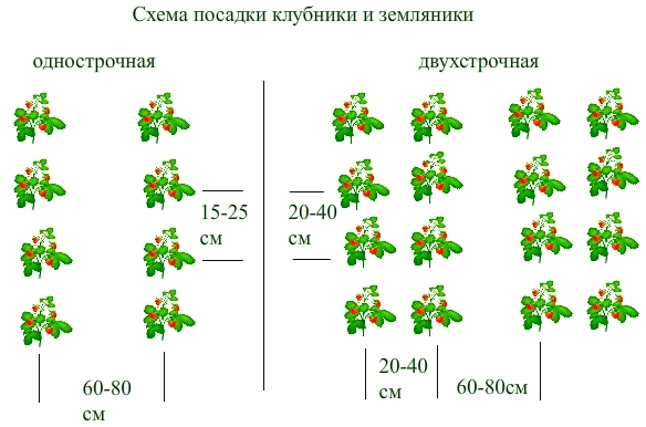 Клубника Ананасная