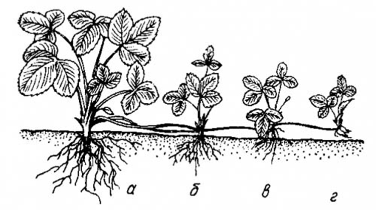 Клубника Ананасная