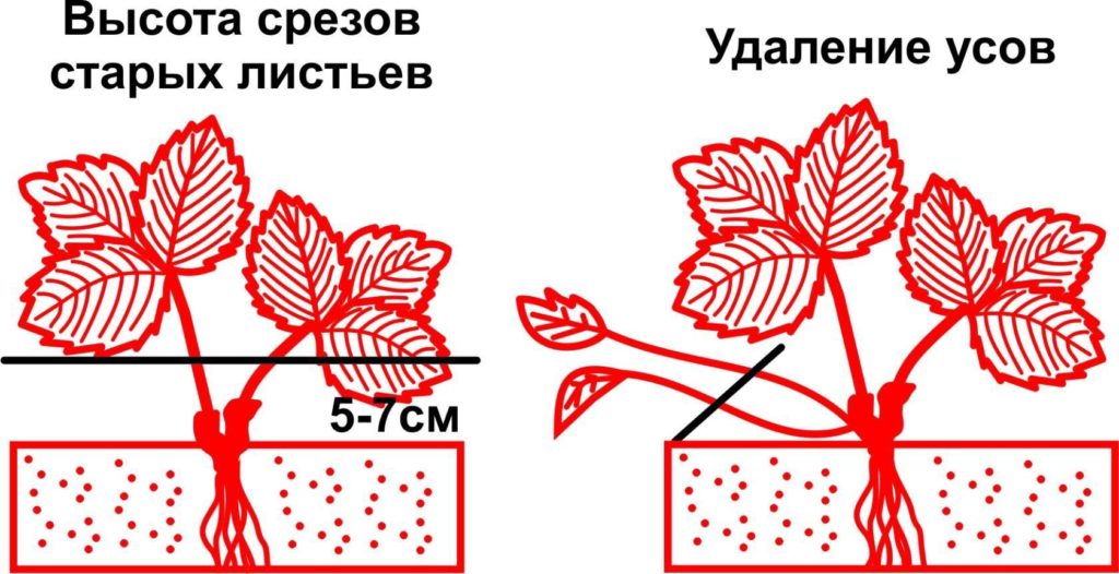 Клубника Ананасная