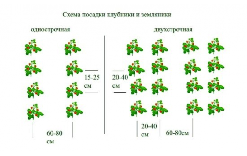 Клубника Сан Андреас