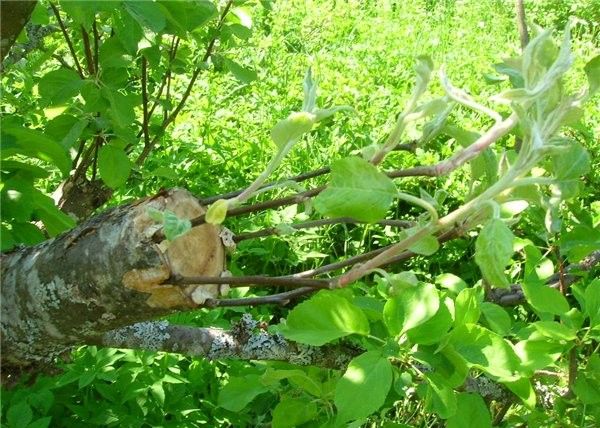 Когда и как подобрать лучший срок для прививки яблони