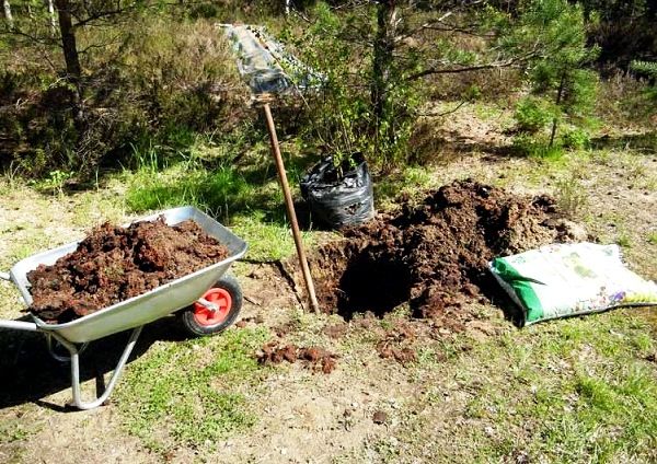 Когда лучше всего сажать яблони на даче