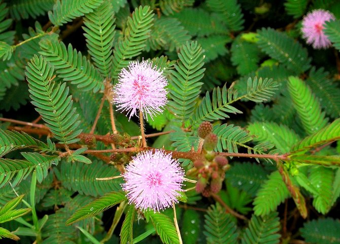 Мимоза стыдливая (Mimosa pudica): описание и фото растения + посадка и уход в домашних условиях, проблемы выращивания