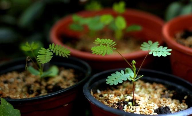 Мимоза стыдливая (Mimosa pudica): описание и фото растения + посадка и уход в домашних условиях, проблемы выращивания