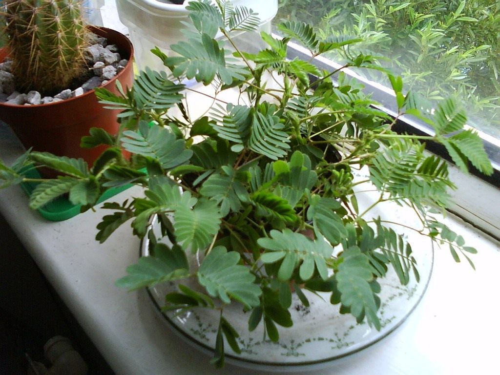 Мимоза стыдливая (Mimosa pudica): описание и фото растения + посадка и уход в домашних условиях, проблемы выращивания